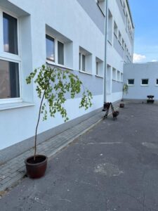 Samorządowe, coroczne upiększanie FSU 2023 24 (1)