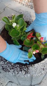 Samorządowe, coroczne upiększanie FSU 2023 24 (10)