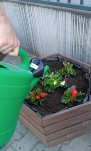 Samorządowe, coroczne upiększanie FSU 2023 24 (12)