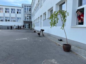 Samorządowe, coroczne upiększanie FSU 2023 24 (2)