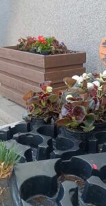 Samorządowe, coroczne upiększanie FSU 2023 24 (4)