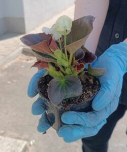 Samorządowe, coroczne upiększanie FSU 2023 24 (7)