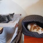 Świerkowa dla zwierząt (3)