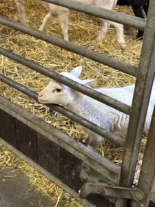 Zwiedzanie muzeum w Szreniawie (5)