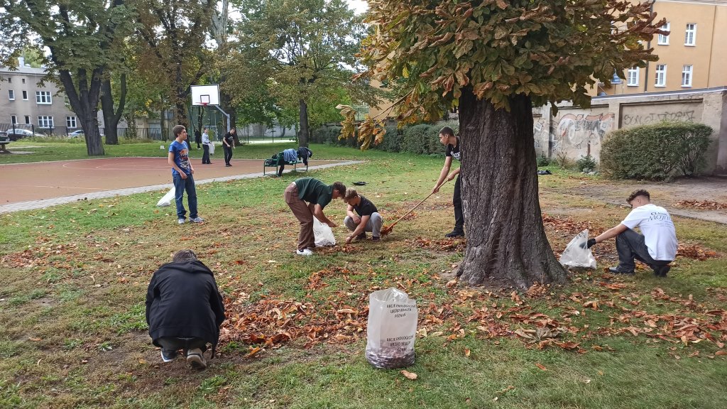 3t3 zbiera kasztany (1)